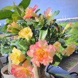 Desert Rose Mixed Colors Seeds – Drought Tolerant Heat Loving Flower for Balcony Garden, Easy to Grow