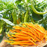 Golden Tribute Pepper Seeds – Premium Variety, High Yield, Easy to Grow, Thin Skin, Thick Flesh, Versatile Use