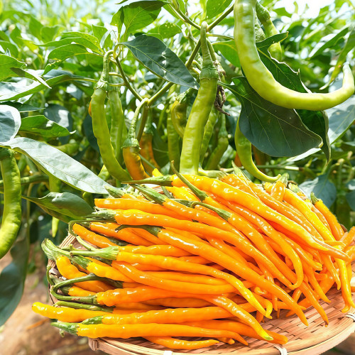 Golden Tribute Pepper Seeds – Premium Variety, High Yield, Easy to Grow, Thin Skin, Thick Flesh, Versatile Use
