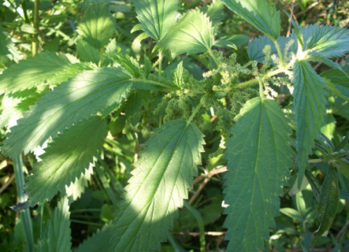 Stinging Nettle Seeds | Urtica Dioica Perennial Herb Seeds for Planting