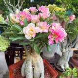 Desert Rose Mixed Colors Seeds – Easy to Grow, Low Maintenance, Drought Tolerant, Stunning Blooms for Beginners