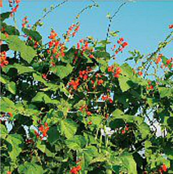 Unbranded Scarlet Runner Pole Beans Seeds, Heirloom Organic Variety
