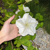 Moonflower Seeds – Annual Twining Vine, White Blooms, Fragrant Climber for Trellis, Courtyard & Garden