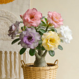 Desert Rose Mixed Colors Seeds – Drought Tolerant Heat Loving Flower for Balcony Garden, Easy to Grow