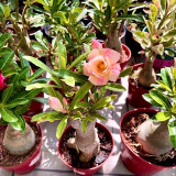 Desert Rose Mixed Colors Seeds – Easy to Grow, Low Maintenance, Drought Tolerant, Stunning Blooms for Beginners