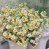 Cut Flower Chamomile Seeds – Annual or Biennial Herb, Easy to Grow, Perfect for Cut Flowers and Potted Display