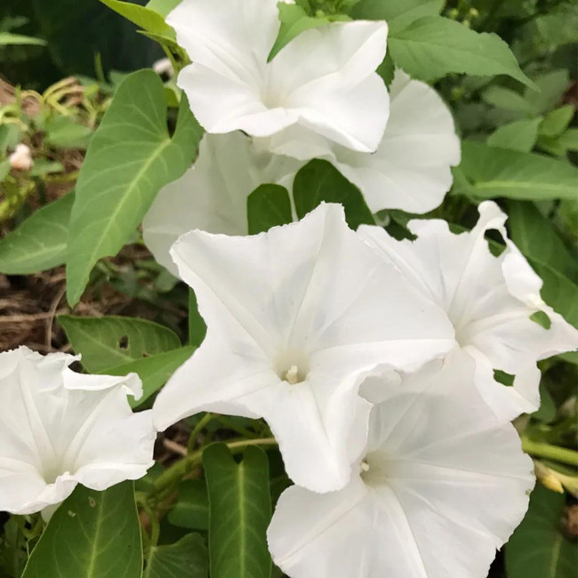 Moonflower Seeds – Annual Twining Vine, White Blooms, Fragrant Climber for Trellis, Courtyard & Garden