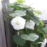 Moonflower Seeds – Annual Twining Vine, White Blooms, Fragrant Climber for Trellis, Courtyard & Garden