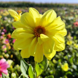 Dwarf Dahlia Seeds – Easy to Grow, Compact & Long Blooming, Vibrant Colors, Ideal for Pots and Cut Flowers