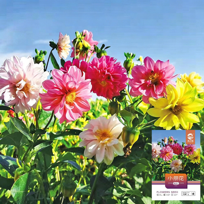 Dwarf Dahlia Seeds – Easy to Grow, Compact & Long Blooming, Vibrant Colors, Ideal for Pots and Cut Flowers