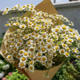 Cut Flower Chamomile Seeds – Annual or Biennial Herb, Easy to Grow, Perfect for Cut Flowers and Potted Display