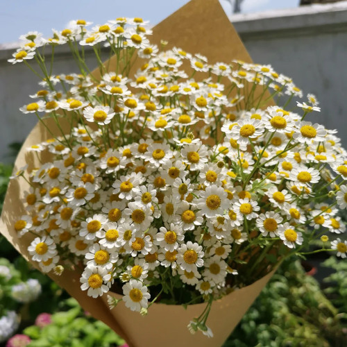 Cut Flower Chamomile Seeds – Annual or Biennial Herb, Easy to Grow, Perfect for Cut Flowers and Potted Display