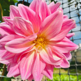 Dwarf Dahlia Seeds – Easy to Grow, Compact & Long Blooming, Vibrant Colors, Ideal for Pots and Cut Flowers