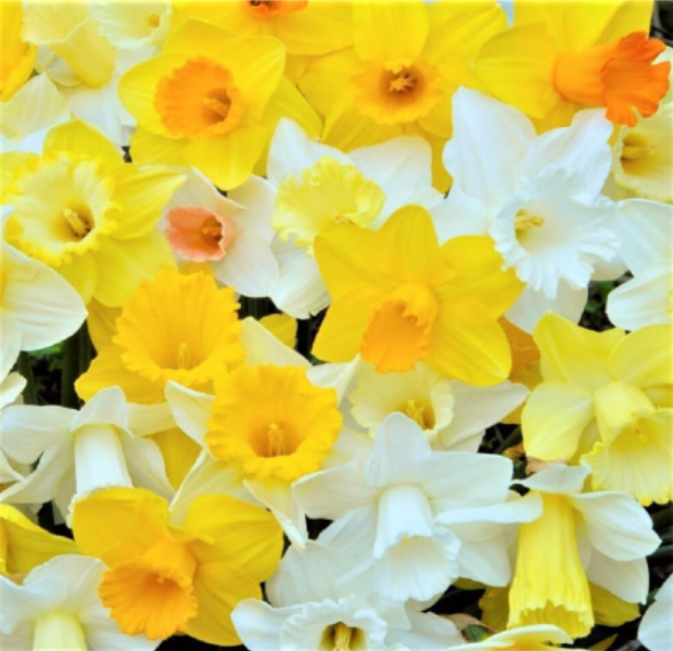Mixed Color Daffodil Flower Bulbs, Ideal for Fall Planting