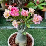 Desert Rose Mixed Colors Seeds – Drought Tolerant Heat Loving Flower for Balcony Garden, Easy to Grow