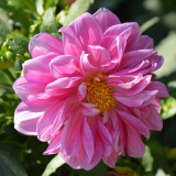 Dwarf Dahlia Seeds – Easy to Grow, Compact & Long Blooming, Vibrant Colors, Ideal for Pots and Cut Flowers