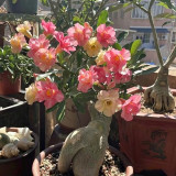 Desert Rose Mixed Colors Seeds – Easy to Grow, Low Maintenance, Drought Tolerant, Stunning Blooms for Beginners