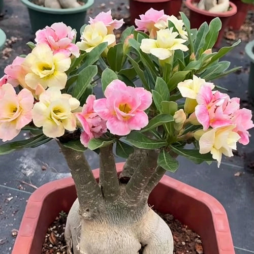 Desert Rose Mixed Colors Seeds – Easy to Grow, Low Maintenance, Drought Tolerant, Stunning Blooms for Beginners