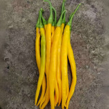 Golden Tribute Pepper Seeds – Premium Variety, High Yield, Easy to Grow, Thin Skin, Thick Flesh, Versatile Use