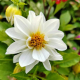 Dwarf Dahlia Seeds – Easy to Grow, Compact & Long Blooming, Vibrant Colors, Ideal for Pots and Cut Flowers