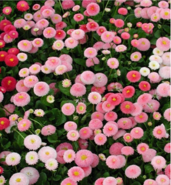 Dwarf English Daisy Seeds, Farm Mix Heirloom, Non-GMO Perennial Flower Seeds