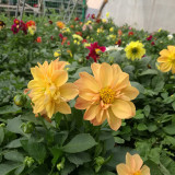 Dwarf Dahlia Seeds – Easy to Grow, Compact & Long Blooming, Vibrant Colors, Ideal for Pots and Cut Flowers
