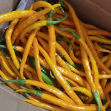 Golden Tribute Pepper Seeds – Premium Variety, High Yield, Easy to Grow, Thin Skin, Thick Flesh, Versatile Use