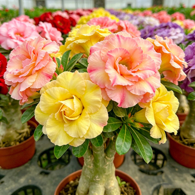Desert Rose Mixed Colors Seeds – Drought Tolerant Heat Loving Flower for Balcony Garden, Easy to Grow