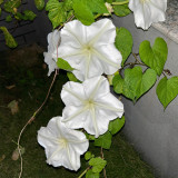 Moonflower Seeds – Annual Twining Vine, White Blooms, Fragrant Climber for Trellis, Courtyard & Garden