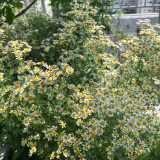 Cut Flower Chamomile Seeds – Annual or Biennial Herb, Easy to Grow, Perfect for Cut Flowers and Potted Display