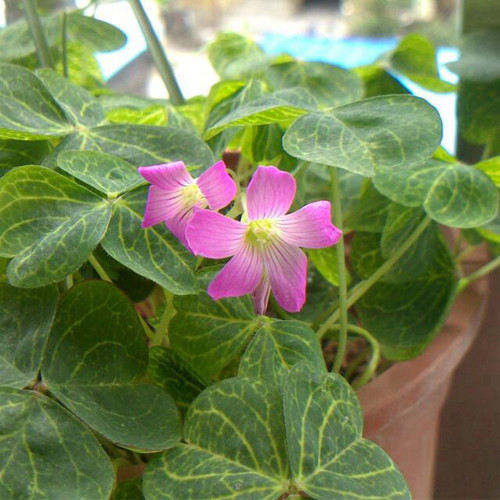 Golden Vein Oxalis Bulbs | Oxalis corymbosa 'Aureo-reticulata', Spring Planting Bulb, Ornamental Foliage Plant