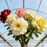 Desert Rose Mixed Colors Seeds – Drought Tolerant Heat Loving Flower for Balcony Garden, Easy to Grow
