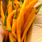 Golden Tribute Pepper Seeds – Premium Variety, High Yield, Easy to Grow, Thin Skin, Thick Flesh, Versatile Use