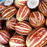 Rare Tiger Melon Heirloom Organic Seeds - Fast Growing Sweet Fruit