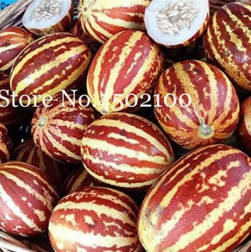 Rare Tiger Melon Heirloom Organic Seeds - Fast Growing Sweet Fruit