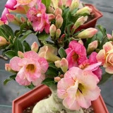 Desert Rose Mixed Colors Seeds – Easy to Grow, Low Maintenance, Drought Tolerant, Stunning Blooms for Beginners