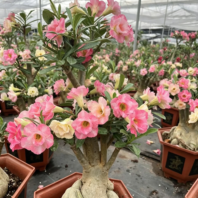 Desert Rose Mixed Colors Seeds – Easy to Grow, Low Maintenance, Drought Tolerant, Stunning Blooms for Beginners