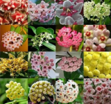Mixed Hoya Variety Stem Cuttings, Fragrant & Beautiful Wax Flowers