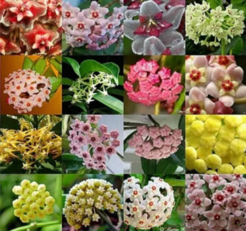 Mixed Hoya Variety Stem Cuttings, Fragrant & Beautiful Wax Flowers
