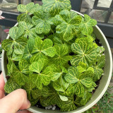 Golden Vein Oxalis Bulbs | Oxalis corymbosa 'Aureo-reticulata', Spring Planting Bulb, Ornamental Foliage Plant