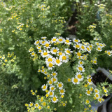 Cut Flower Chamomile Seeds – Annual or Biennial Herb, Easy to Grow, Perfect for Cut Flowers and Potted Display