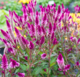 Celosia Argentea Seeds, Perennial Tall Flower Seeds, Weather Resistant Ornamental Plants for Garden