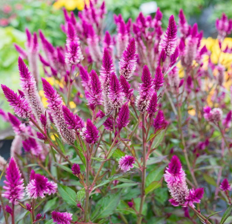 Celosia Argentea Seeds, Perennial Tall Flower Seeds, Weather Resistant Ornamental Plants for Garden