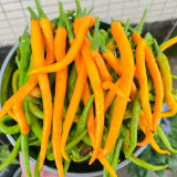 Golden Tribute Pepper Seeds – Premium Variety, High Yield, Easy to Grow, Thin Skin, Thick Flesh, Versatile Use