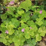 Golden Vein Oxalis Bulbs | Oxalis corymbosa 'Aureo-reticulata', Spring Planting Bulb, Ornamental Foliage Plant