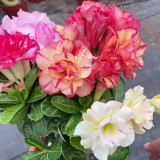 Desert Rose Mixed Colors Seeds – Drought Tolerant Heat Loving Flower for Balcony Garden, Easy to Grow
