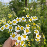 Cut Flower Chamomile Seeds – Annual or Biennial Herb, Easy to Grow, Perfect for Cut Flowers and Potted Display