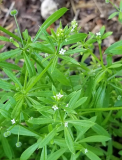 Tea Bags Cleavers (Galium aparine) | Wild Harvested Minnesota Medicinal Herb
