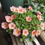 Oxalis versicolor 'Cherry Cream' Flowering Bulbs | Two-Tone Bloomer, Low Maintenance Oxalis for Pots & Rock Gardens