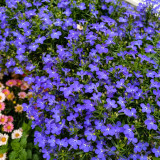 Blue-Purple Lobelia Seeds – Easy to Grow, Compact Shape, Vibrant Color, Perfect for Balconies & Window Boxes